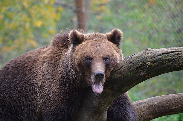 Braun Bär