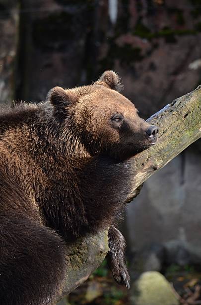 istock Brown bear resting peacefully on a fallen tree branch with eyes half-closed in a calm natural environment. 2245714938
