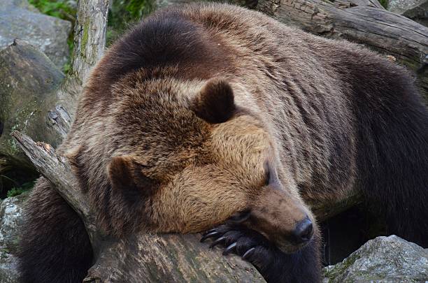 istock Sleeping brown bear lying on a large tree log, resting its head peacefully with eyes closed. 2245714943