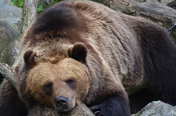 istock Sleeping brown bear lying on a large tree log, resting its head peacefully with eyes closed. 2245715005