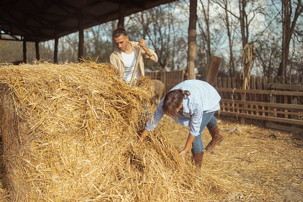 Two young adults work together in a barn on a sheep farm, handling hay bales. One wears a light blue shirt and boots bending over the hay, the other in a beige jacket leaning on a pitchfork nearby during daytime
