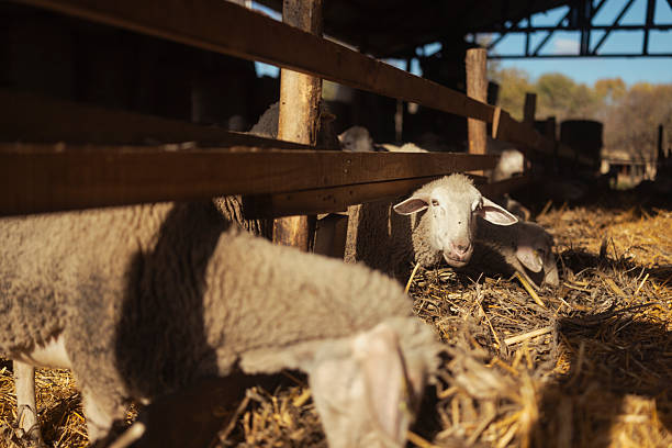 Sheep resting inside a barn on a sunny day with natural light casting shadows. The farm setting features wooden fencing and straw bedding, highlighting a calm rural environment