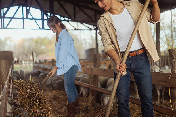 istock Young Couple Working Together Feeding Sheep Inside Barn At Sheep Farm 2245715557
