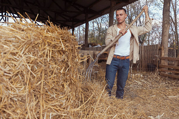 Young adult man in casual clothing raking straw inside a covered sheep farm barn with wooden fencing and natural light, engaged in farm maintenance activities