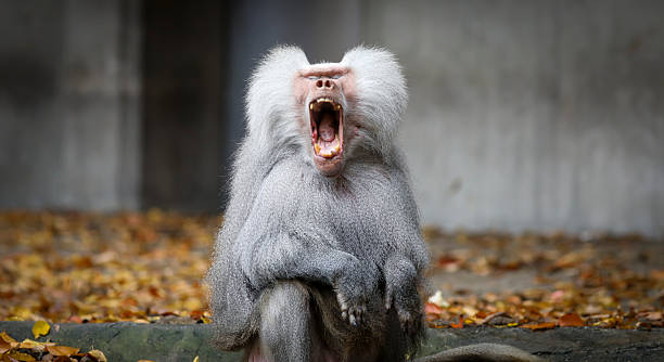 istock Picture of a Baboon 2245716028