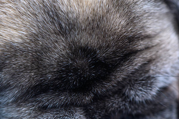 istock Dark pug fur close-up background 2245716456