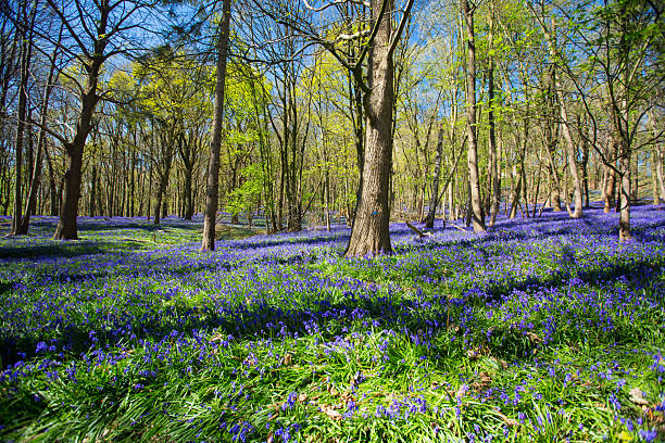 Bluebell field in a forest in Belgium
