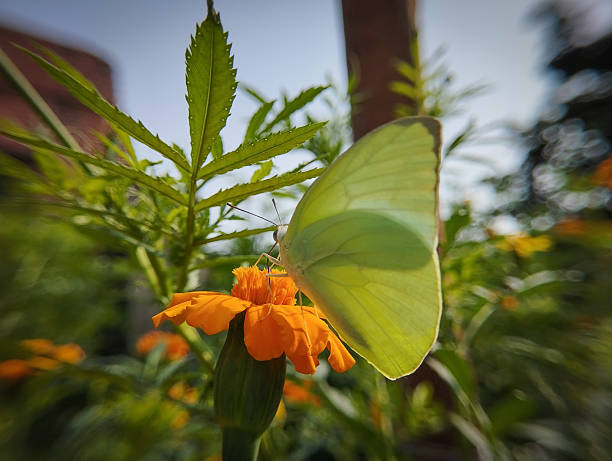 A translucent, pale green butterfly is seen from behind, perched on an orange flower, with sunlight shining through its delicate wings.