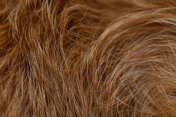 istock Fluffy Red Dog Coat Texture in Down and Shade Details Close-Up 2245717444