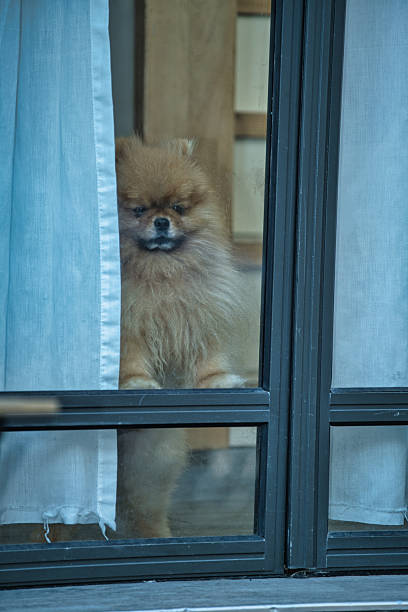 istock Cute fluffy dog looking out the window at home 2245719995