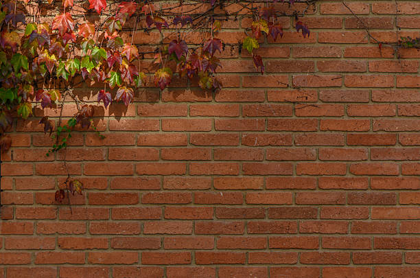 istock Red brick wall with wild grape leaves close up 2245720121