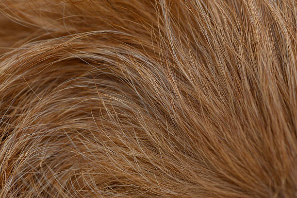 istock Red pinscher fur in sunlight close-up 2245720467