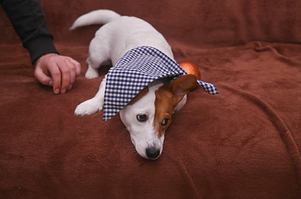 playful dog with bandana on its head lying on brown couch, dogs adorable expression adds to the playful atmosphere. Jack Russell Terrier with blue headscarf on its head rests on a brown couch