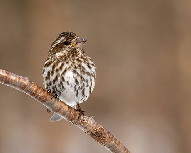 istock Female purple finch 2245722470
