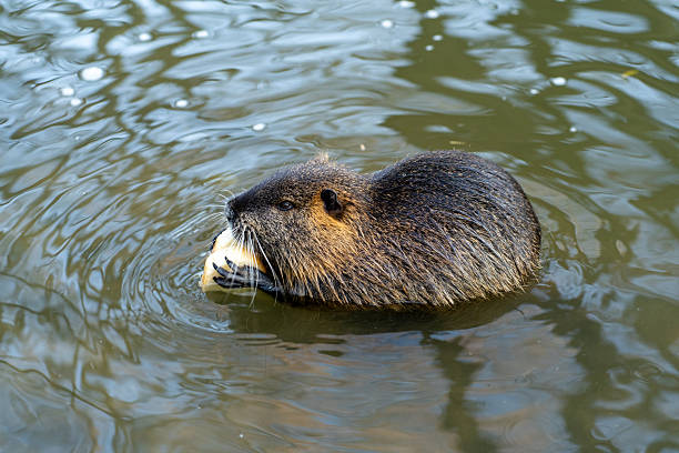 Wild nutria holding food while resting on calm pond water.