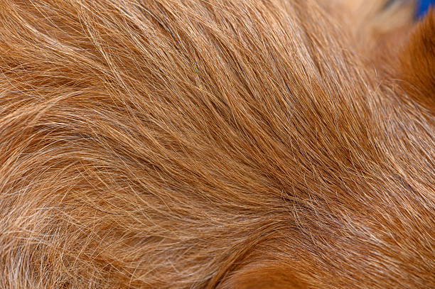 istock Close-up of brown Yorkshire Terrier fur 2245723075