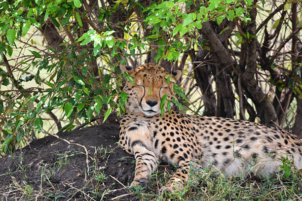 istock Cheetah in the wild 2245725926