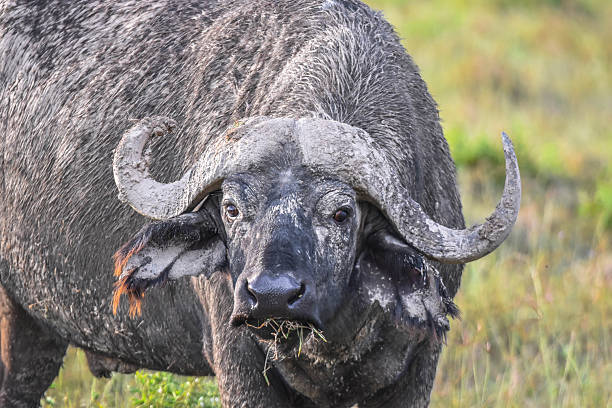 istock Beautiful buffalo look 2245726269