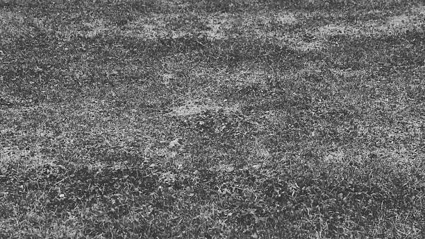 istock Black and white close-up of patchy grass 2245726877
