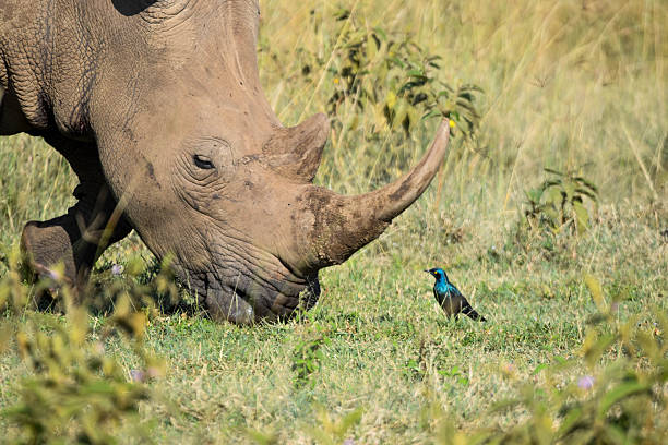 istock Horned African Rhino 2245727081