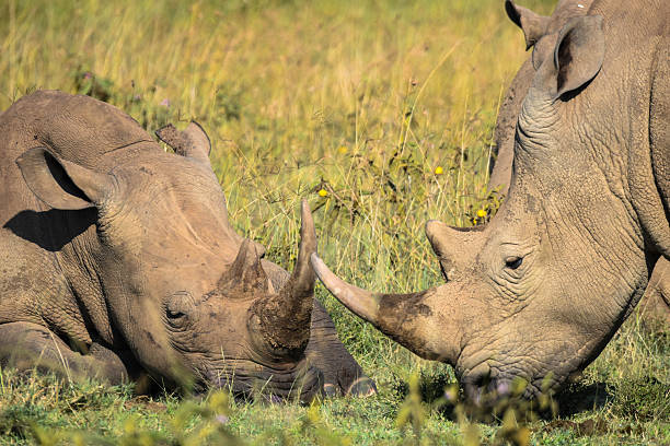 Horned African Rhino