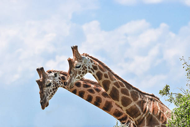 Masai giraffe mother followed by two young calves - Masai Mara, Kenya
