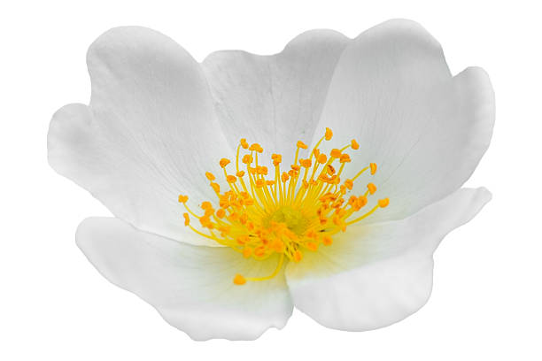 istock White jasmine flower with bright yellow center, 2245727263