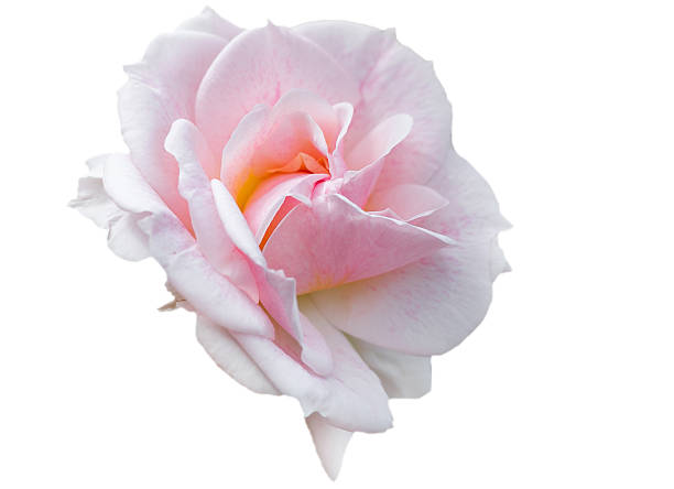 Single pink rose with elegant petals with subtle shades, on white background