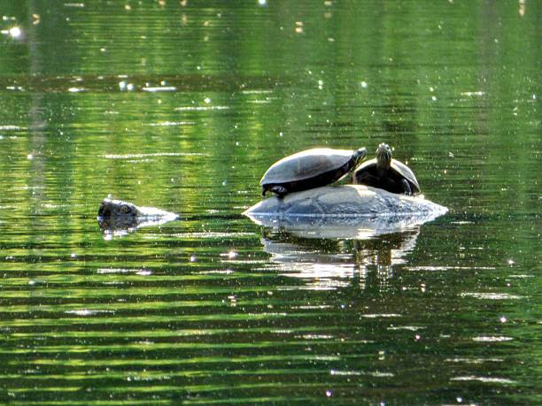 Red-eared slider turtles sunbathing on a stone in a pond with copy space.