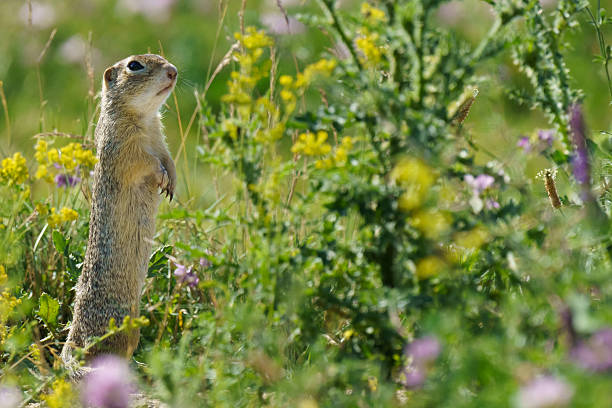 istock Endangered European Ground Squirrel in Meadow 2245729711