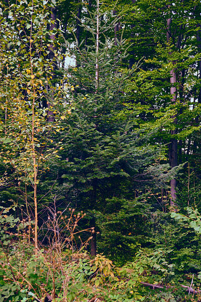 Rural landscape with woodland and trees at Swiss City of Zürich on a spring afternoon. Photo taken April 20th, 2025, Zurich Schwamendingen, Switzerland.