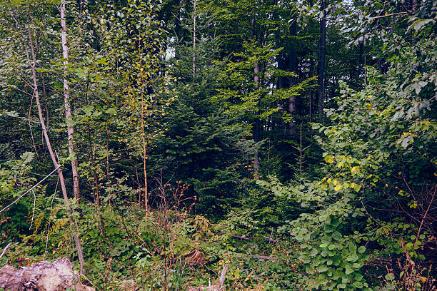 A beautiful natural landscape of a dense forest with a variety of green trees, bushes, and plants. The sunlight filters through the leaves, creating a peaceful and serene atmosphere.