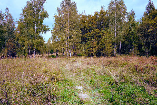 A scenic view of a narrow path winding through a sun-drenched field of tall, dry grass, leading into a dense and quiet birch forest. The atmosphere is serene and natural, with a hint of autumn's end.