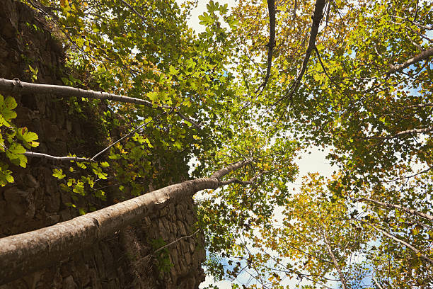 A unique low-angle view looking up at the canopy of trees with green and yellow autumn leaves. The image captures the texture of a rugged stone wall or cliff on the left, with the sky peeking through the branches.
