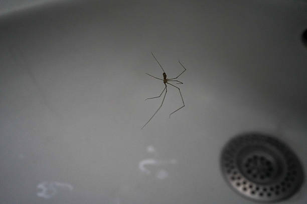 istock Spider trapped in a sink, searching for a way out. 2245731029