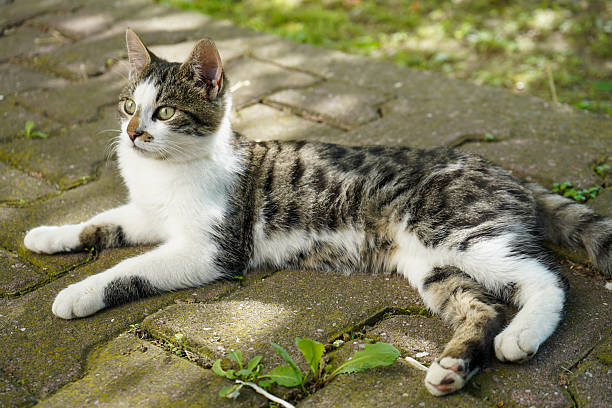 istock Domestic cat resting on pavement in warm sunshine 2245732502