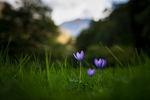 Purple autumn crocus flower in the grass with tree in the background