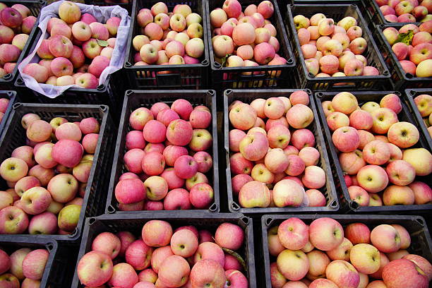 Branch of apple tree with many ripe red applesRipe Apples in the Apple Orchard before Harvesting. Apple orchard. Basket of Apples