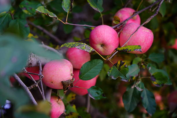 Branch of apple tree with many ripe red applesRipe Apples in the Apple Orchard before Harvesting. Apple orchard. Basket of Apples