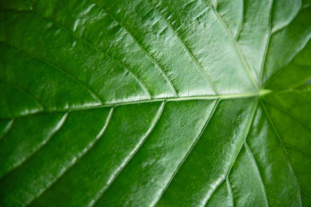 Nature background showing macro detail of bright green leaf structure with visible veins. Concept of freshness, ecology and organic growth.