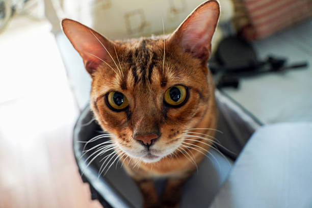 A close-up shot captures a brown tabby cat with bright eyes and prominent whiskers looking up.