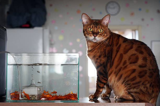 A domestic cat sits beside a fish tank containing goldfish, showcasing a common pet - human environment interaction.