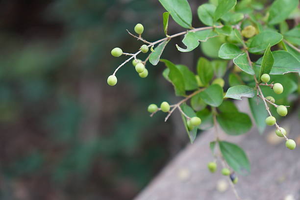 Close-up of green unripe berries on a branch with green leaves, showcasing natural plant details.
