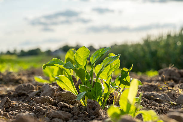 istock Fresh spinach plants grow in a sunny field under a clear sky during late afternoon hours 2245740991