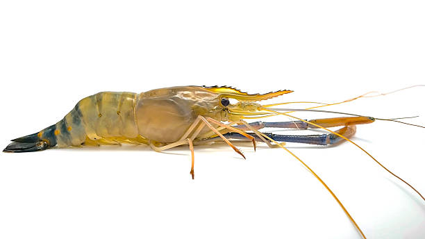 istock Fresh river prawns isolated on white background. Big freshwater prawns. River prawns for cooking. 2245741125