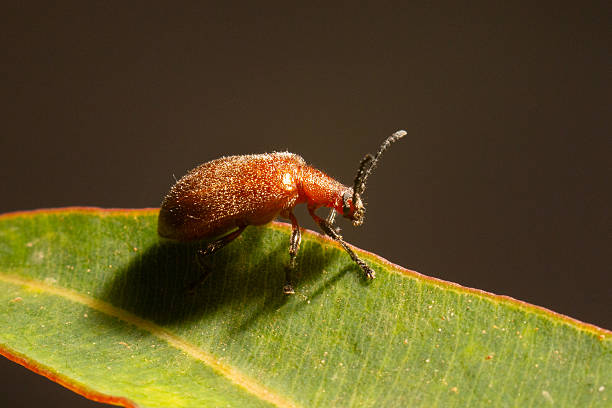 This macro photograph captures the detailed texture and structure of a weevil insect sitting on the surface of a eucalyptus leaf.