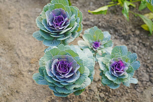 istock Kale Leaf Peony in Greenhouse 2245742130