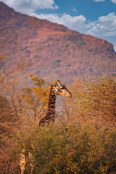 istock giraffe walking in the bush, head above the canopy, Africa, hill range, Botswana 2245742131