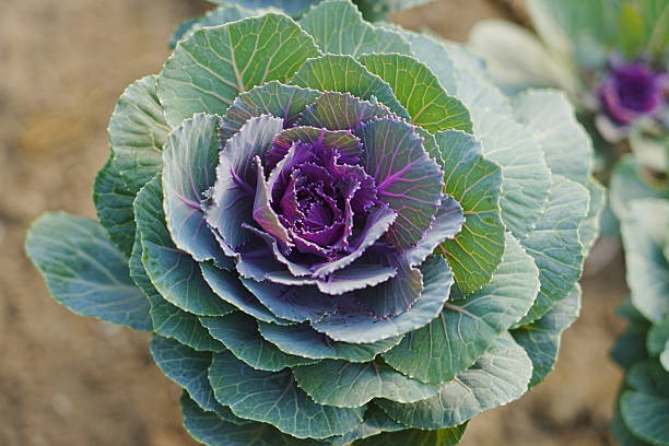 istock Kale Leaf Peony in Greenhouse 2245742132