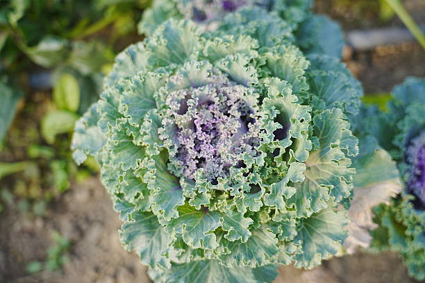 istock Kale Leaf Peony in Greenhouse 2245742135